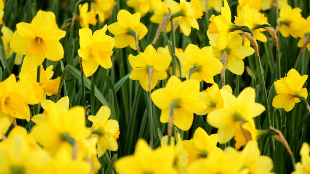 Celebrate Spring in Style The Nantucket Daffodil Festival